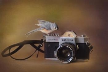 Feathered Photographer | Obraz na stenu