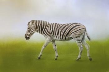Journey Of The Zebra | Obraz na stenu