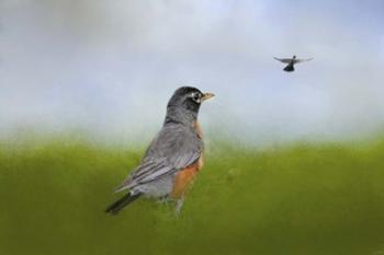 Robin In The Field | Obraz na stenu
