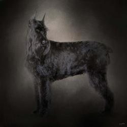 The Giant Black Schnauzer | Obraz na stenu