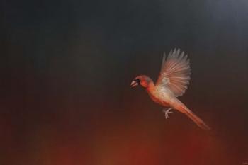I Wish I Could Fly - Cardinal 1 | Obraz na stenu