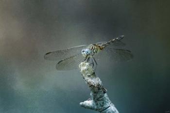 Perched Dragonfly | Obraz na stenu
