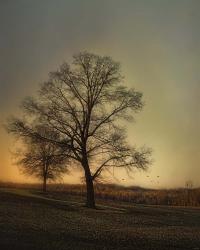 Sunset At The Cotton Field | Obraz na stenu