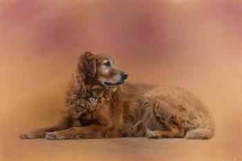 Golden Retriever In The Setting Sun | Obraz na stenu