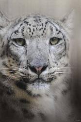 Stare Of The Snow Leopard | Obraz na stenu