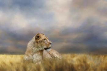 Lioness After The Storm | Obraz na stenu