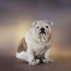 Patient Young Bulldog | Obraz na stenu