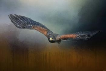 Flight Of The Harris Hawk | Obraz na stenu