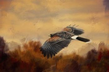 Harris Hawk In Autumn | Obraz na stenu