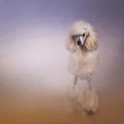 On The Way To The Salon Standard Poodle | Obraz na stenu