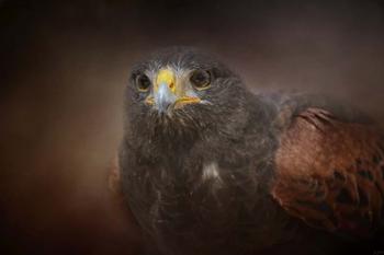 Portrait Of The Harris Hawk | Obraz na stenu