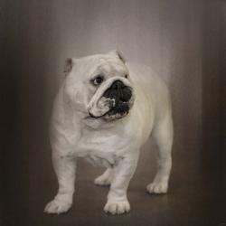 Quiet Observer Bulldog Puppy | Obraz na stenu