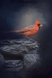 Redbird On The Rocks | Obraz na stenu