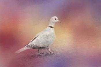 Spring Eurasian Collared Dove | Obraz na stenu