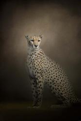 The Elegant Cheetah | Obraz na stenu