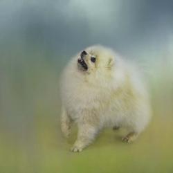 Watching For Rain Drops Pomeranian | Obraz na stenu