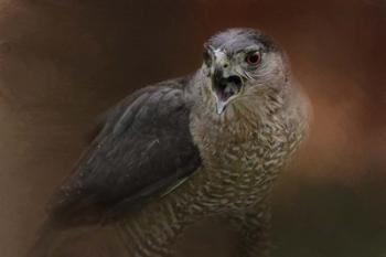 Angry Sharp Shinned Hawk | Obraz na stenu