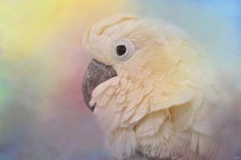 Every Day Is Colorful Umbrella Cockatoo | Obraz na stenu