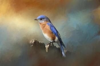 Bluebird On The Fence | Obraz na stenu