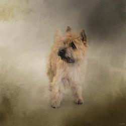Did I Hear You Say Walk Cairn Terrier | Obraz na stenu