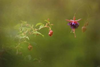 Fuchsia Buds and Bloom | Obraz na stenu