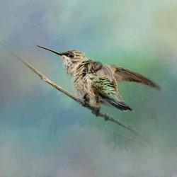 Hummingbird On Mint | Obraz na stenu