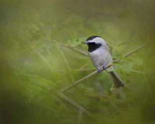 Spring Chickadee | Obraz na stenu