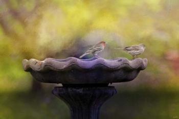 Finches On The Bird Bath | Obraz na stenu