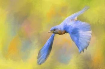 Bluebird Spring Flight | Obraz na stenu