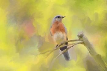 Spring Bluebird | Obraz na stenu