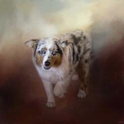 Ball Of Energy Australian Shepherd | Obraz na stenu