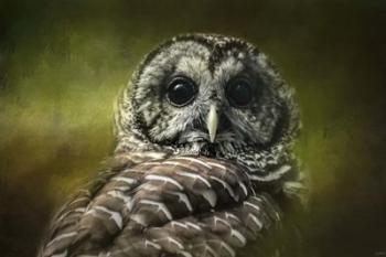 Barred Owl In The Grove | Obraz na stenu