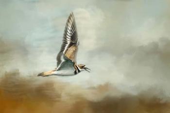 Flight Of The Killdeer | Obraz na stenu