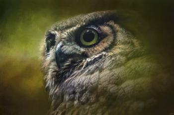 Great Horned Owl In The Grove | Obraz na stenu