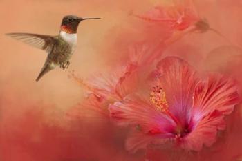Hummingbird and Peach Hibiscus | Obraz na stenu