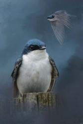 The Beautiful Tree Swallow | Obraz na stenu