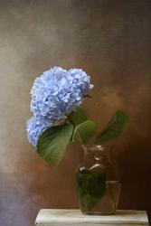 Blue Hydrangea In A Vase | Obraz na stenu