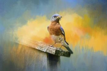 Bluebird Mealtime | Obraz na stenu