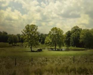 Cattle Pond In Summer | Obraz na stenu