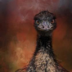 Emu Stare | Obraz na stenu