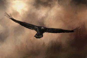 Juvenile Bald Eagle In The Sepia Sky | Obraz na stenu