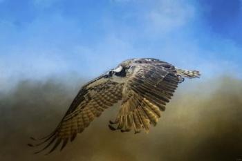 Osprey Over Pickwick | Obraz na stenu