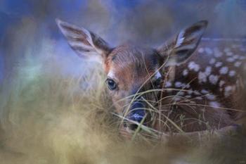 The First Fawn | Obraz na stenu