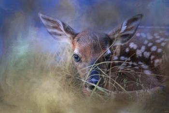 The First Fawn | Obraz na stenu