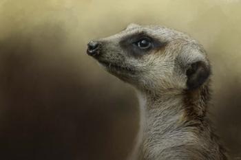 The Meerkat | Obraz na stenu