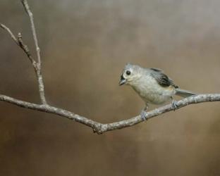 Visiting Tufted Titmouse | Obraz na stenu