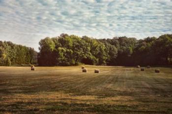 Harvest Time | Obraz na stenu