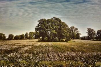 Trees In The Cotton Field | Obraz na stenu