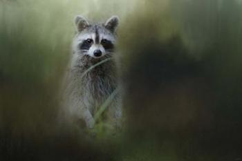 Little Bandit | Obraz na stenu