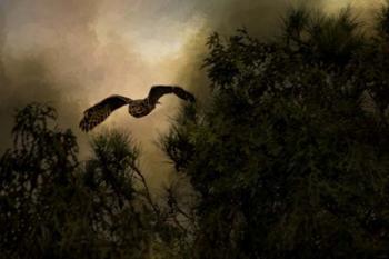 Night of The Owl 1 | Obraz na stenu